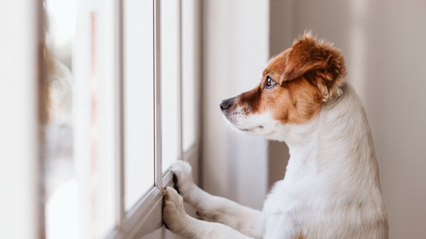 Window Installation in Prairie Village