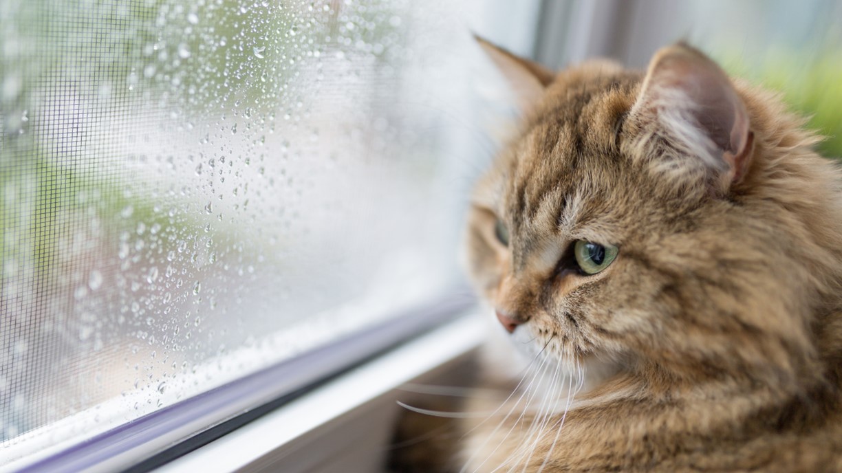 Window Installation in Prairie Village