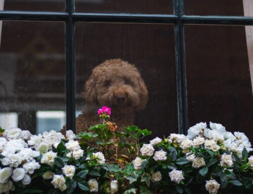 Are Double Hung Windows in Kansas City Still Worth It?